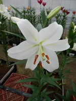 [5140 Paposo VH No01.JPG]